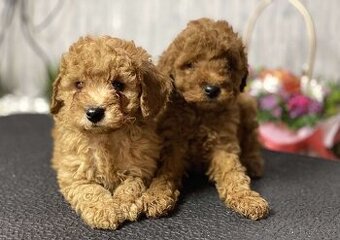 Cavapoo