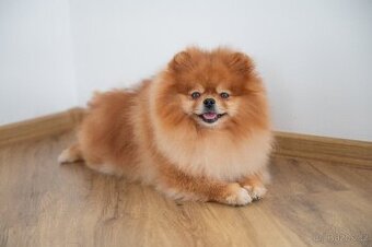 Krásný pomeranian s PP na krytí