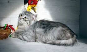 Sibiřská kočka - stříbrný kocourek s PP