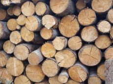 Palivové dřevo, stavební řezivo, smrk,buk,bříza,trámy, latě - 1