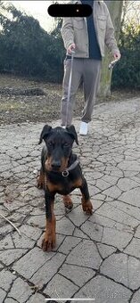 Dobermann pinscher štěně s PP