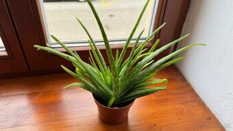 Aloe vera