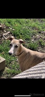 Whippet s PP