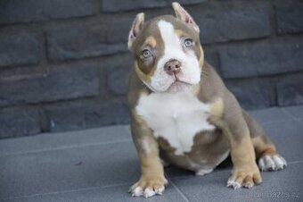 American bully s PP