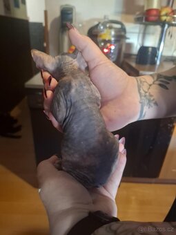 Koťatka sphynx