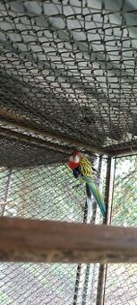 rosela