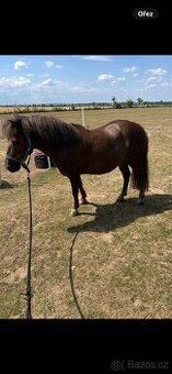Prodám pony valacha