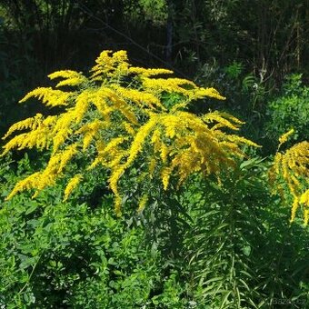 Zlatobýl / Solidago