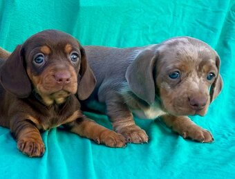 Jezevčík trpasličí