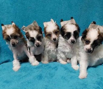 Čínský chocholatý pes