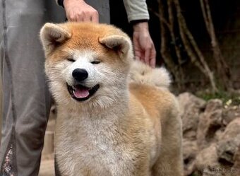 Akita Inu s průkazem původu FCI & AKIHO - odběr ihned