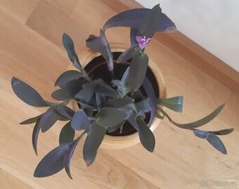 Prodám pokojovou květinu, nenáročnou na pěstování.