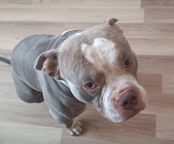 American bully