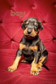 Dobrman -  štěňata s PP