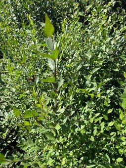 AKCE - Jilm sibiřský 60-80 cm