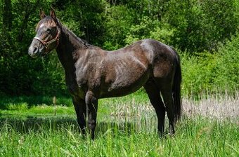 Quarter horse 2,5 roku .