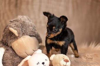 Pražský krysařík s PP FCI