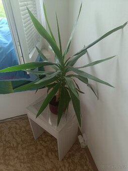 Nabízím pokojovku Yucca Gloriosa/Juka nádherná/