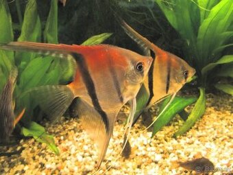 Skaláry Rio Manacapuru F-2 Simon Forkel skupina 6 ks