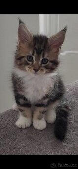 Maine Coon Cat Mainská Mývalí na prodej bez PP