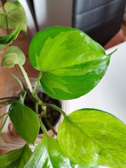 Epipremnum Harlequin