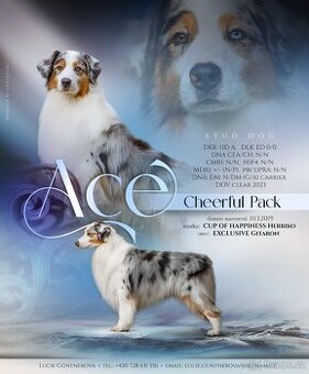 Nabídka krytí chovným psem