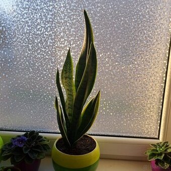 tchynin jazyk se žlutým okrajem