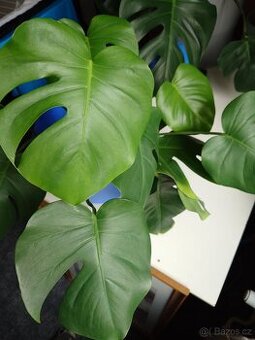 Monstera Deliciosa - zakořeněné řízky