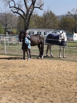 Prodám  7letou Kladrubačku.