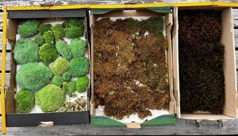 Stabilizovaný mech k vlastní výrobě mechových obrazů 3 druhy