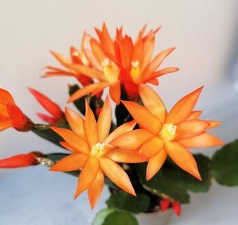 Schlumbergera - Velikonoční kaktus: Oranžový noid (řízek)