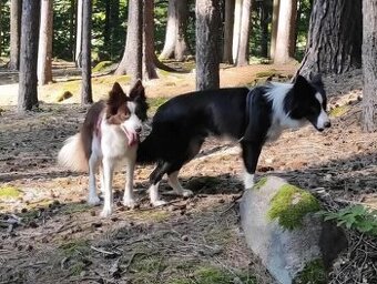 Prodám dvě štěnata