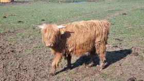 Prodám mladé jalovice a býky Highland Cattle - 1