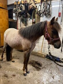 mala pony klisna