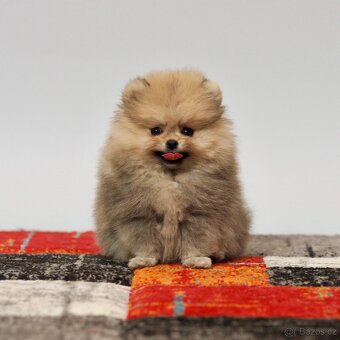 Pomeranian s PP