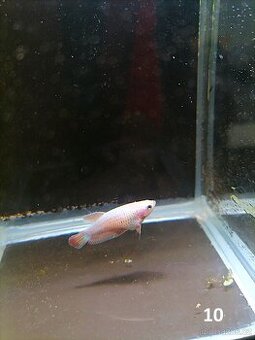 Betta Splendens - Betta bojovnice (Samice 10)