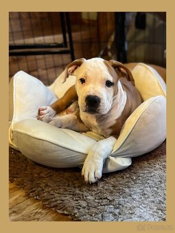 Americký stafordšírský teriér (amstaff), štěně s PP