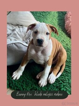 Americký stafordšírský teriér (amstaff), štěně s PP