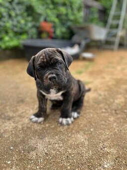 Cane Corso