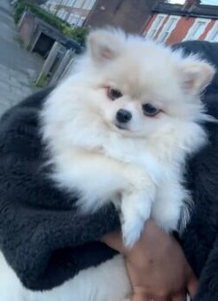 Pomeranian bez PP