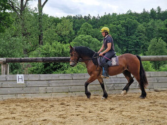 Pretoria Eden, welsh cob pony, sekce D