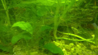 Akvarijní rostliny, akvarijní rybičky - Vsetín