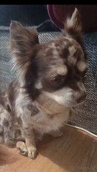 Merlin