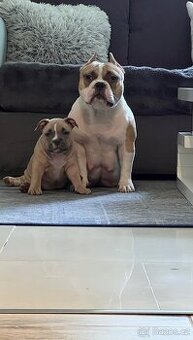 American Bully pocket