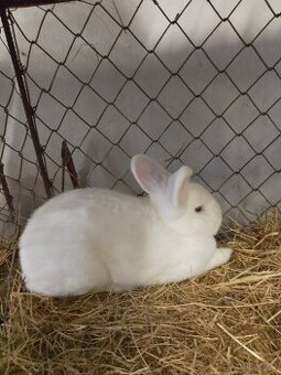 Koupím vídeňského bílého samce