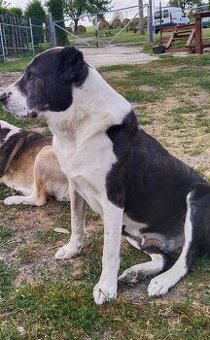 Středoasijský pastevecký pes