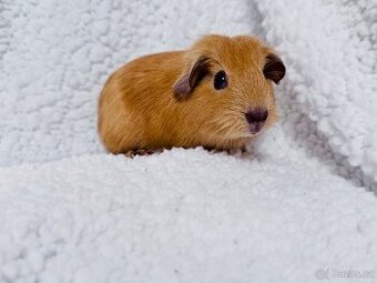 ✨ Nabízím mladá morčátka – English Crested v barvě latté ✨