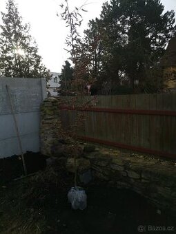 Habry, Carpinus Betulus 3 m