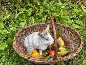 Poslední volný zakrslý králík