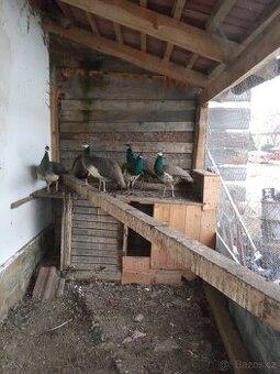 Prodám pávi korunkové modré letošní chov